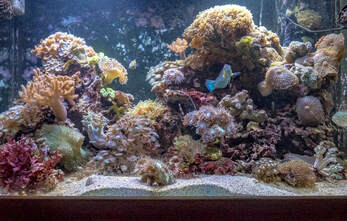Reef aquarium