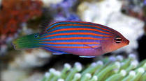 Six Lined Wrasse