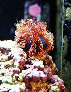 decorative tuxedo urchin