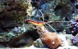 cleaner shrimp in reef aquarium
