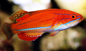 McCoskers Flasher Wrasse